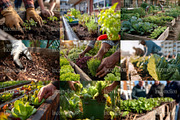 90 Community Garden Stock Photos, a Nature Photo by Incomelion (Thumbnail 14 of 17)
