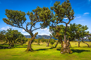Old laurel trees on the glade, a Nature Photo by Alpine Dreams