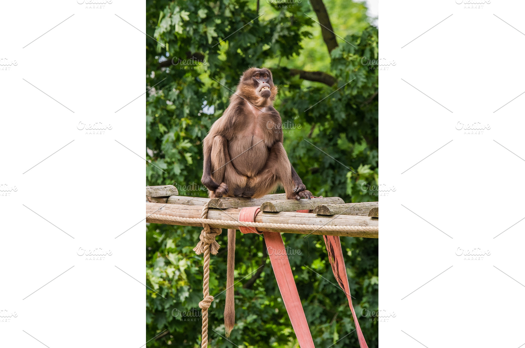 Female Gelada baboon Theropithecus, an Animal Photo by COLORFUL