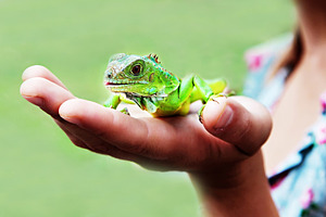 Iguana on hand, a Photo by saiko3p