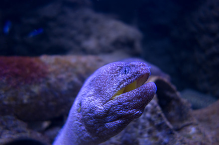 Moray eel in a coral reef, an Animal Photo by GoodGoods