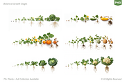 PLANT GROWTH CYCLE COLLECTION, a Nature Photo by Ilia Design (Thumbnail 2 of 8)