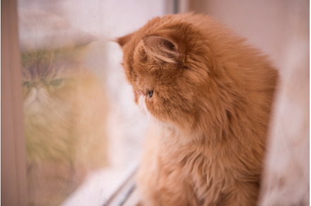Persian breed cat is looking out the, an Animal Photo by COLORFUL