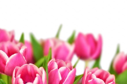 Red tulips, a Photo by Peopleimages.com