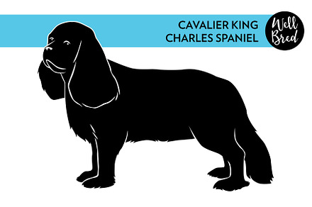 Cavalier King Charles Spaniel