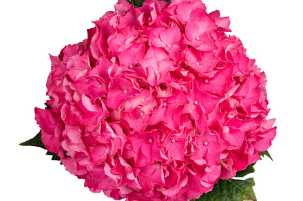 Hortensia on white background, a Nature Photo by Cat'chy Images by Nynke