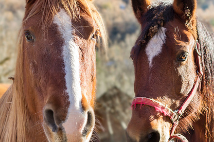 Two horses stock photo containing horse and farm