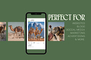 80 Desert Camel Stock Photos, an Animal Photo by Incomelion (Thumbnail 2 of 15)