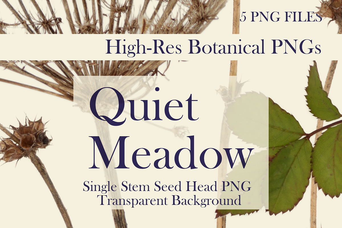 Quiet Meadow — Single Stem Seed Head, an Object Graphic by Aga Silva (Photo 1 of 4)