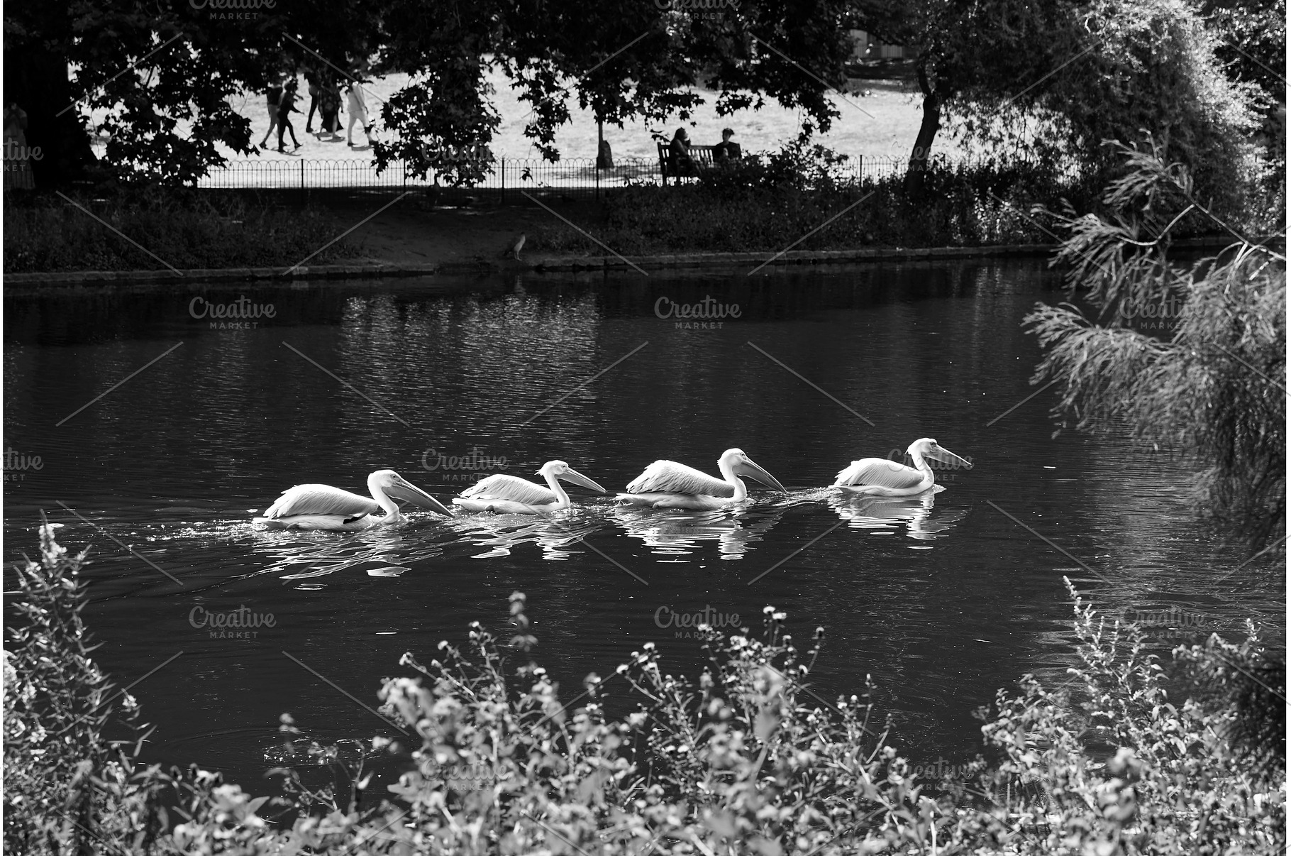 Great White Pelicans swimming in St, a Nature Photo by Oleksandr Berezko