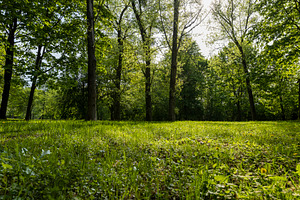 grass and trees with foliage in the summer, landscape with trees, side view, la, a Photo by rsoollAI