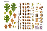 Botanical Plant Anatomy Bundle, an Object Illustration by StockVerse Creative (Thumbnail 2 of 4)