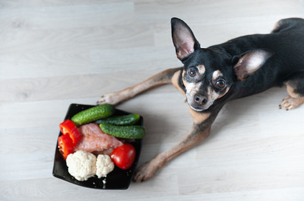 Cute dog lies in front of a bowl, an Animal Photo by WildStrawberry Magic