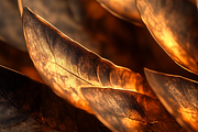 Organic textures collection, a Texture Graphic by pictures for you (Thumbnail 2 of 21)