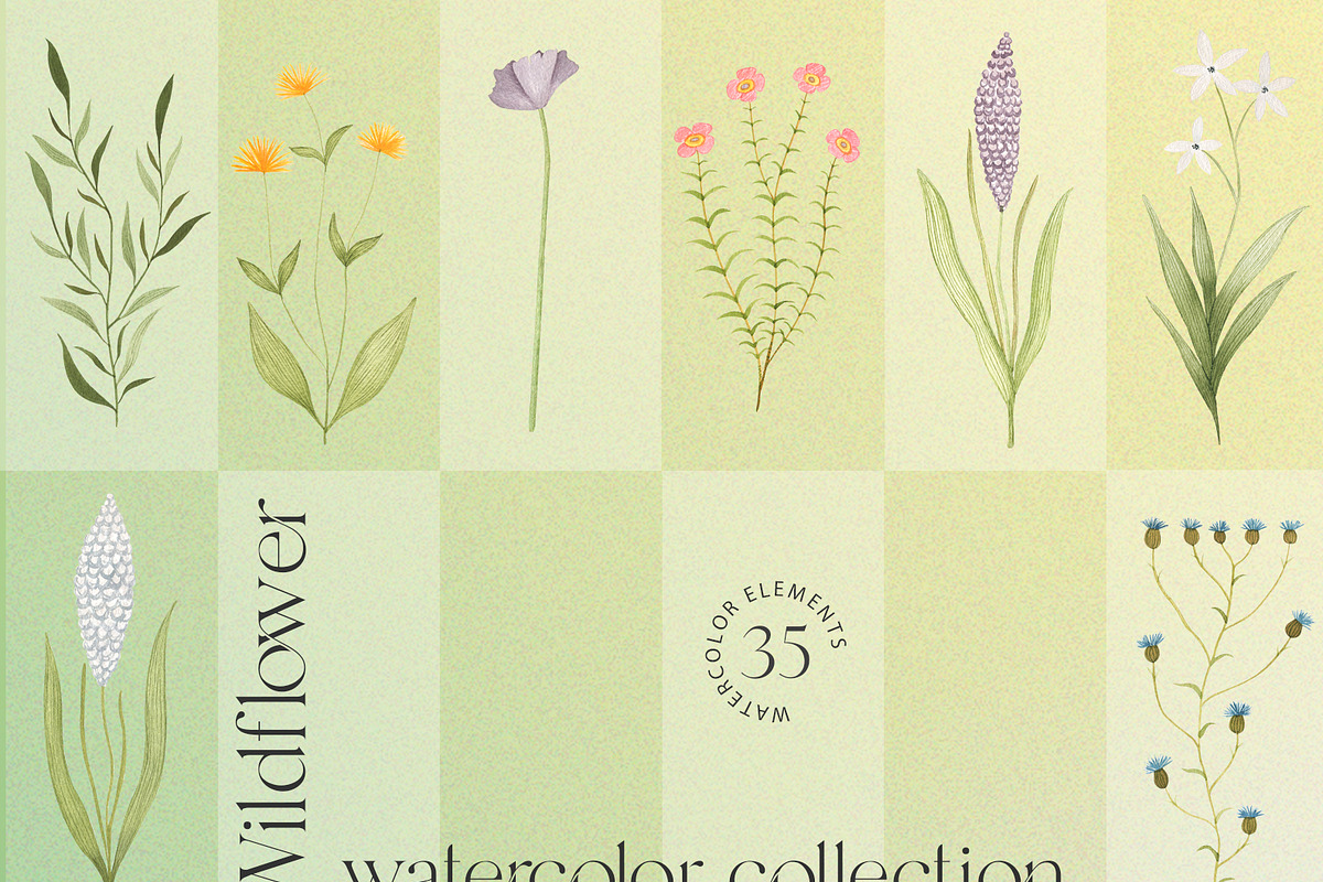 Wildflowers watercolor collection, an Illustration by viktoriiavk (Photo 3 of 11)