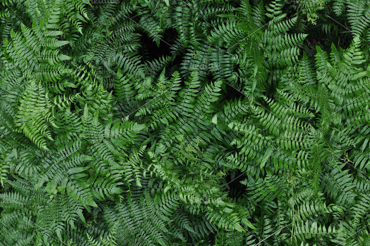 FERN FLOOR, a Nature Photo by KABSPHOTOGRAPHY (Photo 2 of 2)