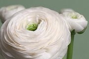 Ranunculus flower over green featuring petal, life, and flower, a Nature Photo by Alexander62 (Thumbnail 1 of 2)