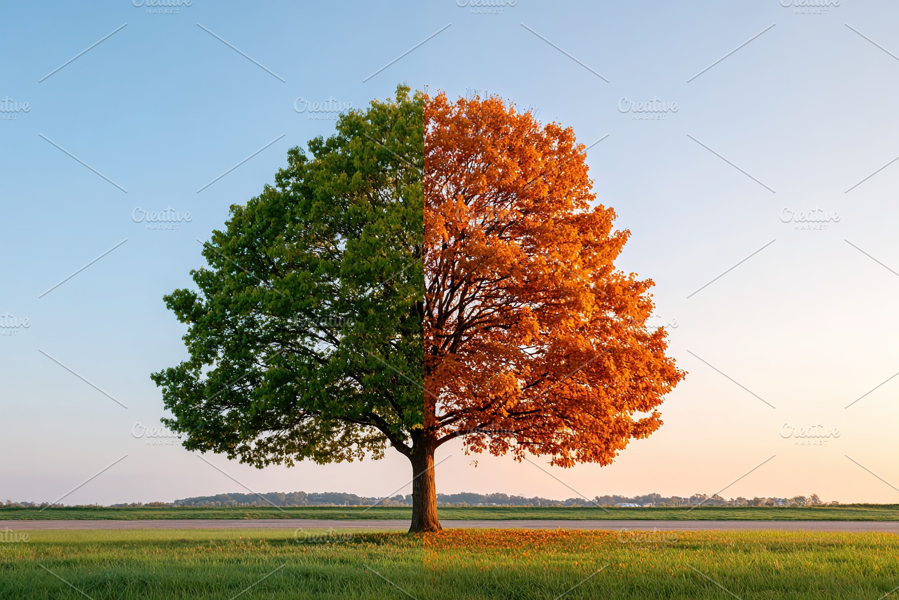 Half green and half orange tree shows seasonal change in a tranquil landscape, a Nature Photo by AlyaAnd
