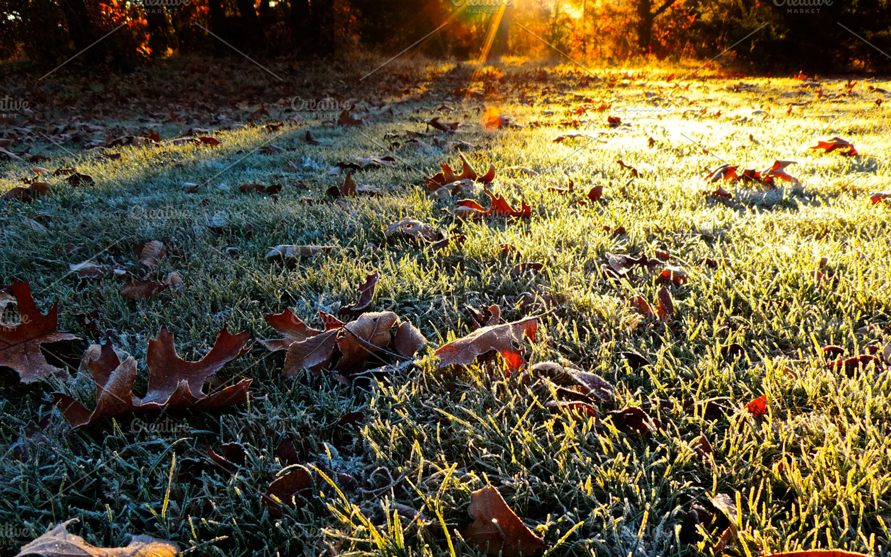 Morning Frost Containing Frost Grass And Frozen