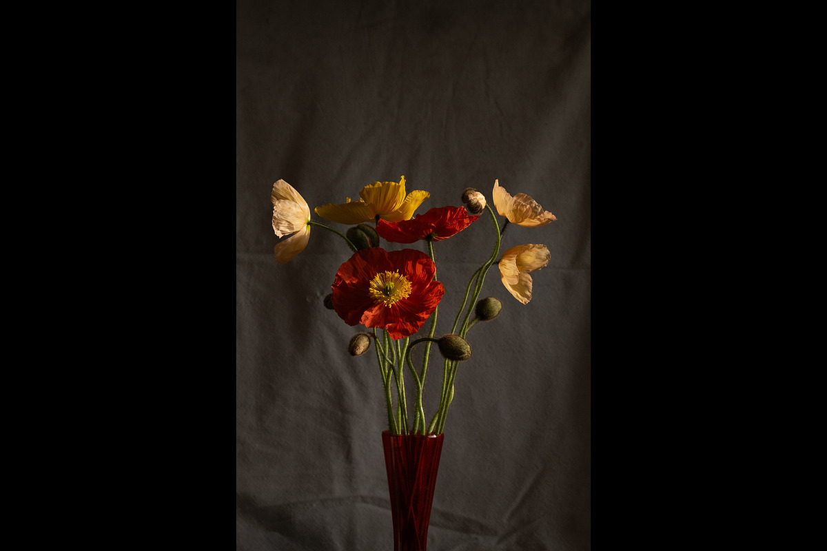 Poppies in Red Glass Vase, a Photo by This For There (Photo 8 of 11)