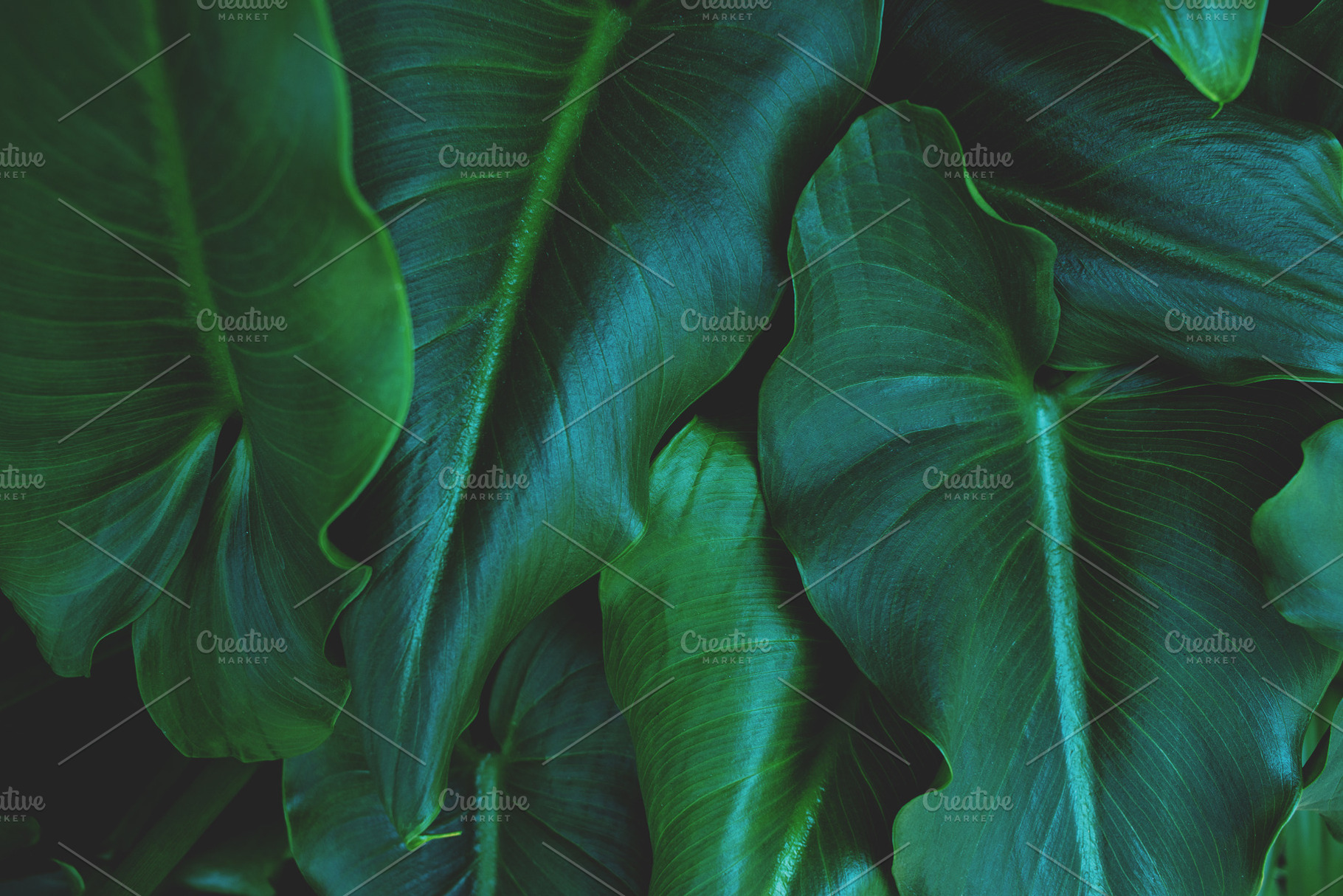 Minimalist Tropical Leaf Background, a Nature Photo by René Jordaan Photography