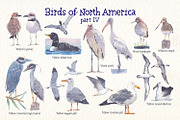 Birds of North America part 4, an Animal Illustration by Art & Things (Thumbnail 5 of 6)