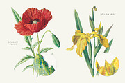Vintage Flowers Vol.03 - Extra Large, an Illustration by Greta Ivy (Thumbnail 8 of 15)