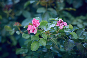 Growing rose bush with pink flowers and green leaves, a Nature Photo by ndanko