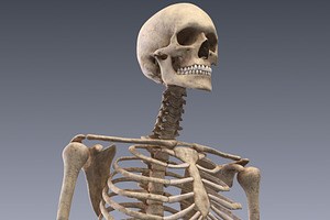 Human Skeleton Rigged