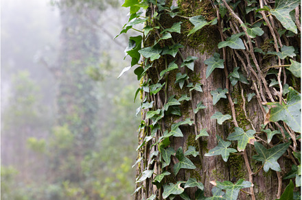 A Majestic Tree Adorned with Vines, a Nature Photo by Barcelona_dreams