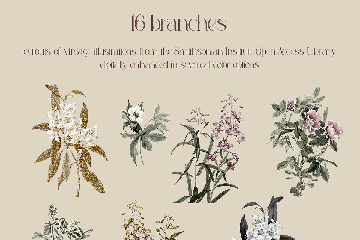 Royal Collage Vintage Botanicals, an Object Graphic by Catch the Dream Art (Photo 5 of 10)