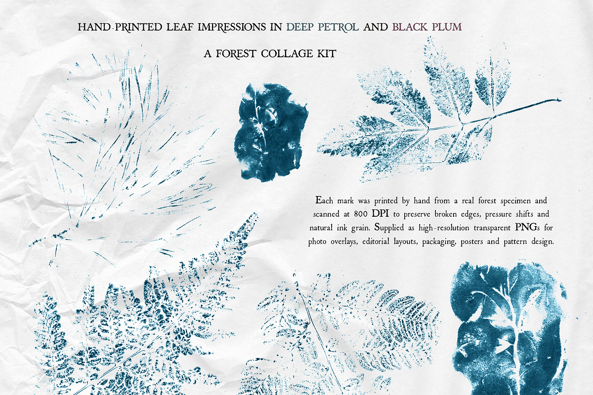 Leaf Imprints, Forest Scans & Paper, an Object Graphic by Purple (Photo 8 of 20)