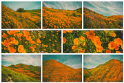 California Poppies Photo Bundle, a Nature Photo by Megs Lang (Thumbnail 5 of 6)