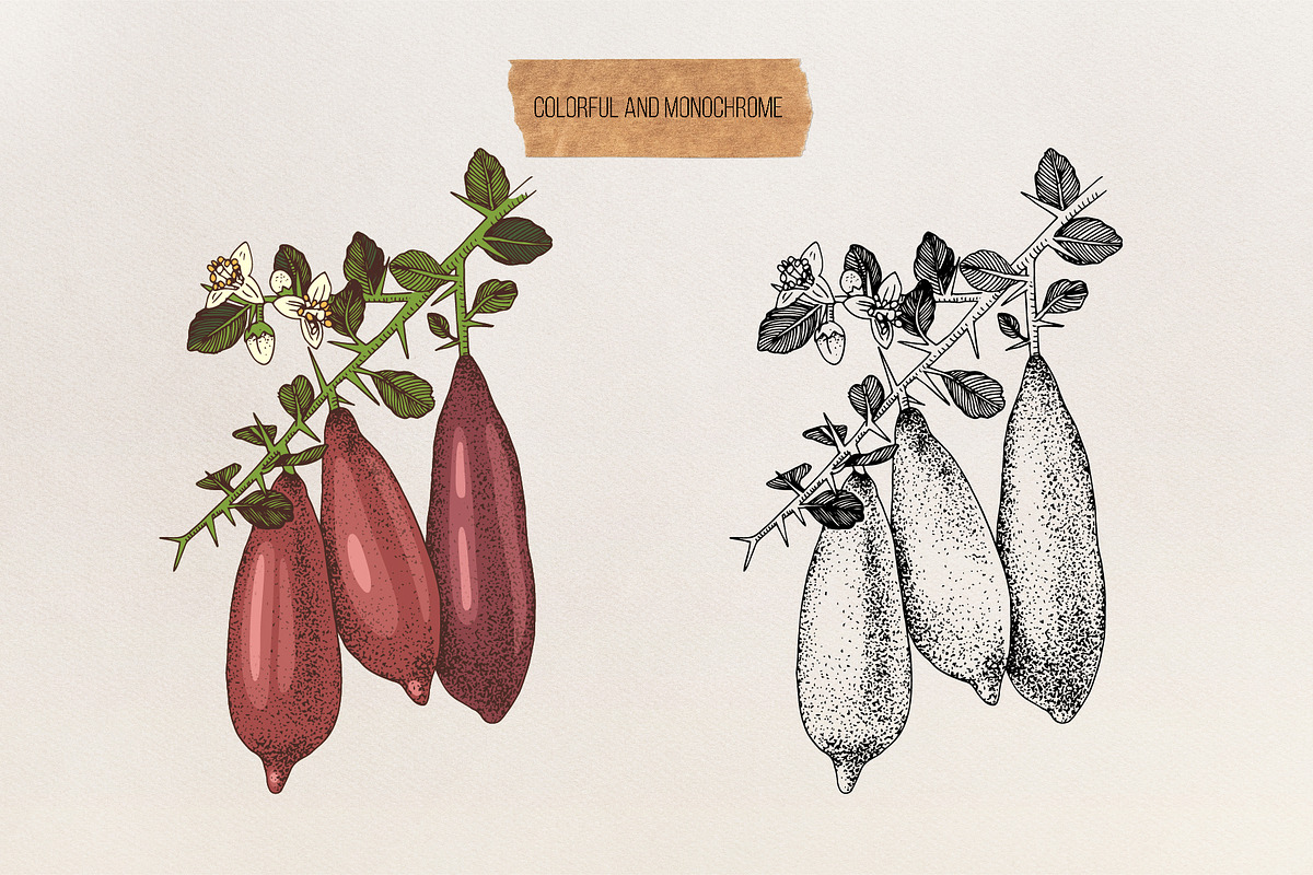 Fresh & citrus, a Food Illustration by handsketched (Photo 9 of 11)