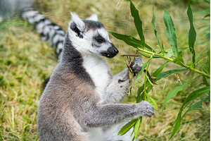 Famous Madagascar Maki lemur, Ring, an Animal Photo by COLORFUL