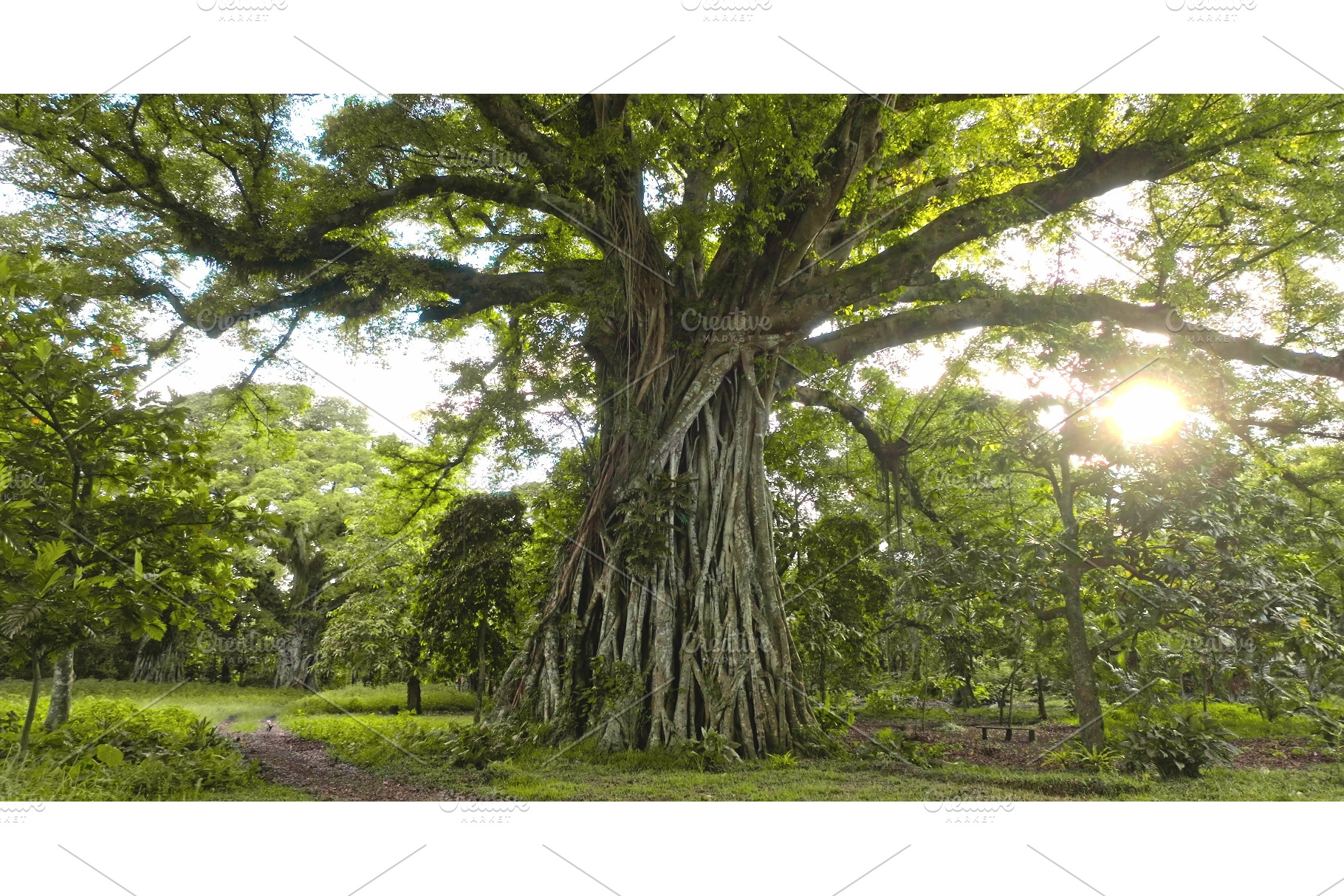 Giant banyan tree rainforest in, a Nature Photo by Goinyk