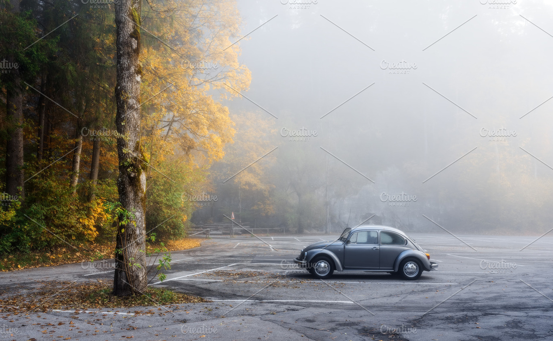 Autumn morning in the park Web, a Nature Photo by naumenkophotographer