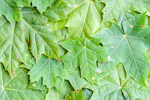 Green maple tree leaves background, a Nature Photo by BOOCYS