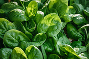 Green Salads. 47 images, a Food & Drink Photo by Handmadefont (Thumbnail 5 of 12)