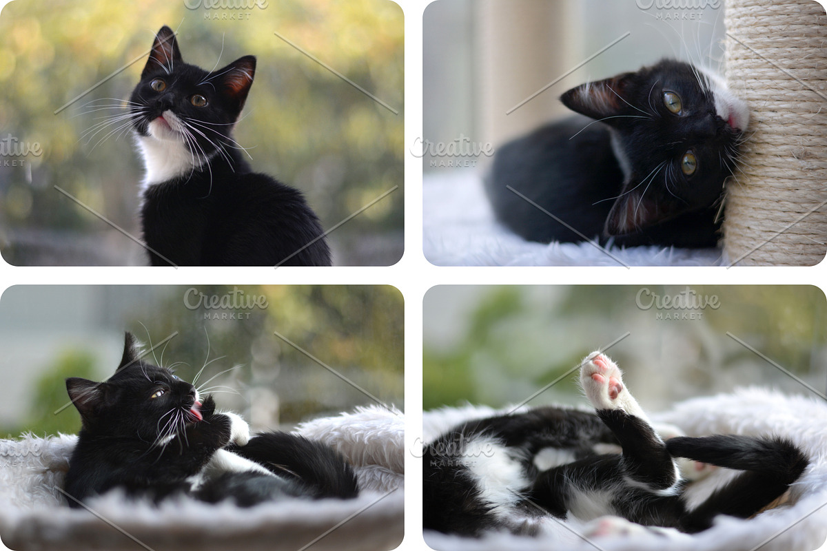 8 Image Bundle: Tuxedo Kitten, an Animal Photo by Happiestscone Photography (Photo 2 of 3)