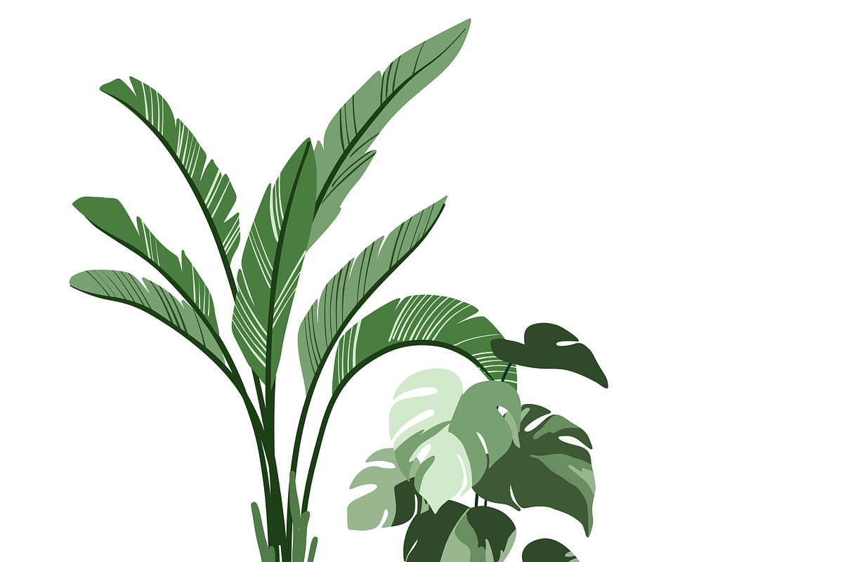 Indoor Plants, Vector Collection 2, an Object Graphic by JSolomatina (Photo 6 of 6)