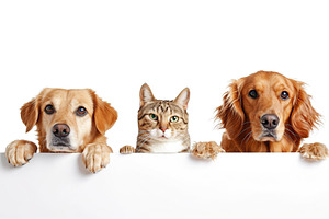 Cute cat and dogs peeking out of blank banner, an Animal Photo by AlyaAnd