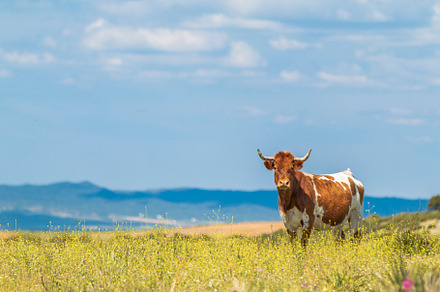 Cow with horns in summer field with stock photo containing village and, an Animal Photo by Aitormmshop
