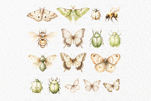 Luna Moth Watercolor Clipart