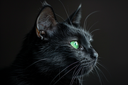 Animals Pack Over 100 UltraHD images, an Animal Photo by Pixels.Craft (Thumbnail 5 of 8)