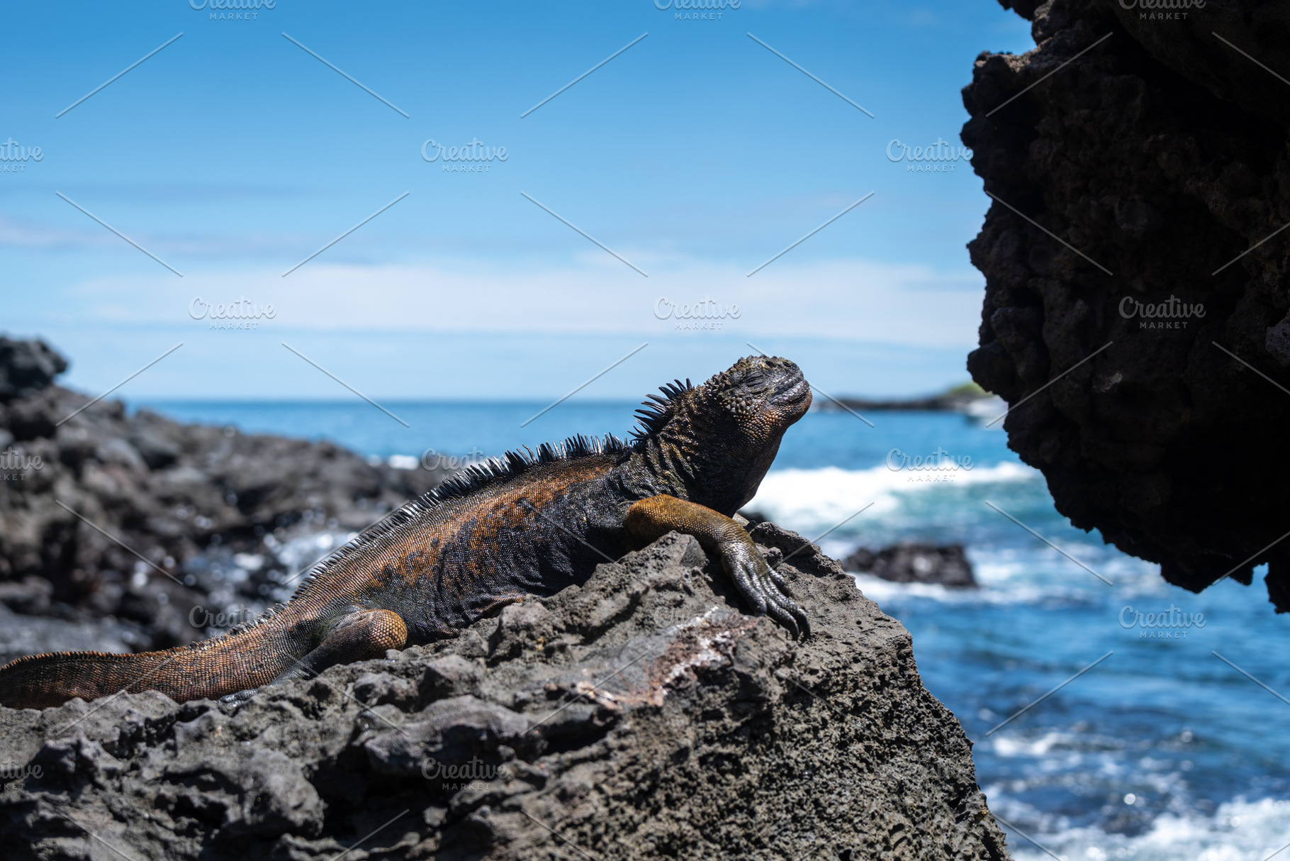 Marine iguana resting on rocks by the ocean, Galapagos, an Animal Photo by GoodGoods