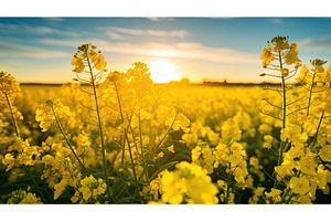 condiment yellow mustard ai, a Nature Photo by pikepicture