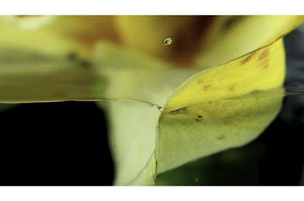 Beautiful yellow flower with bubbles, a Nature Photo by Media Whale Stock
