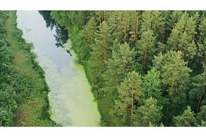 Aerial View Green Forest Woods And, a Graphic by Our Amazing World