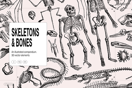 Skeletons & Bones